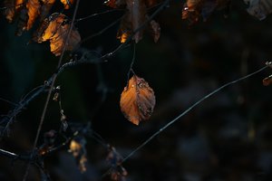 Forum DSC00804 Nex5r + AluSonnar 4,0 135mm©PPf.jpg