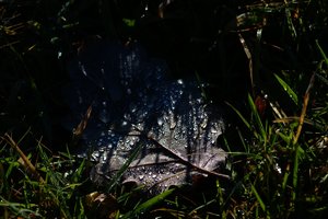 Forum DSC00811 Nex5r + AluSonnar 4,0 135mm©PPf.jpg