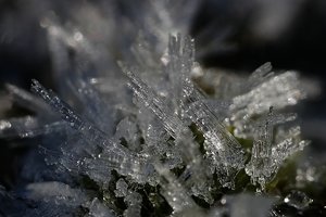 Forum DSC00916cr Nex5r + Elicar 2,5 90mm©PPf.jpg