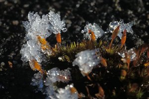Forum DSC00919psd Nex5r + Elicar 2,5 90mm©PPf.jpg