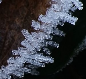 Forum DSC00931cr Nex5r + Vivitar 2,8 135mm CF©PPf.jpg