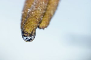 Forum DSC00847tw Nex5r + Friedrich München 3,5 8cm©PPf.jpg