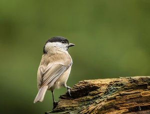 Weidenmeise.jpg Weidenmeise.jpg