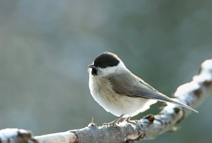 Sumpfmeise01.jpg Sumpfmeise01.jpg