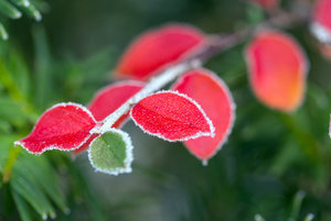 RoteBlätter (2).jpg