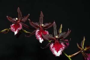 Compressed_0102.jpg Compressed_0102.jpg