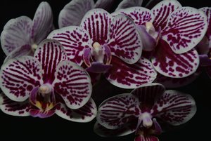 Compressed_0103.jpg Compressed_0103.jpg