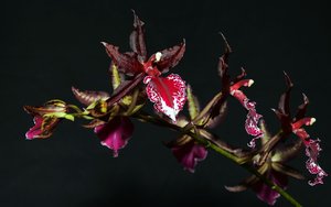 Compressed_0104.jpg Compressed_0104.jpg