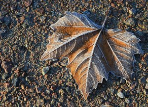 Compressed_0114.jpg Compressed_0114.jpg