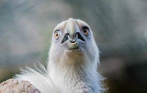 comp_Tierpark 11.07.2016-3957.jpg