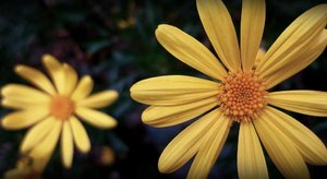 blumeBlanes klein.jpg