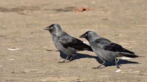 Friedliche Dohlen klein.jpg