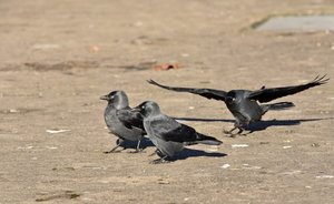 Angriff Dohlen klein.jpg