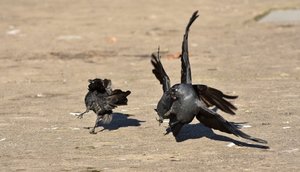 Kampf Dohlen klein.jpg