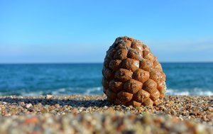 Pinienzapfen klein.jpg