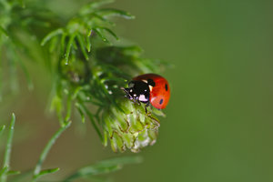 Marienkäfer.jpg