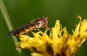 Sweet food klein.JPG Sweet food klein.JPG