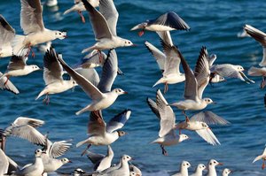 Möwen im Flug viele klein.jpg