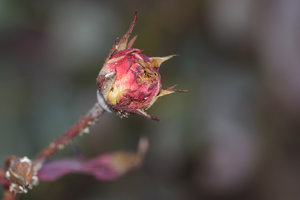 trauerfloristik (1).jpg