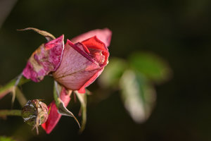 trauerfloristik (2).jpg