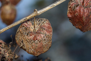 trauerfloristik (3).jpg