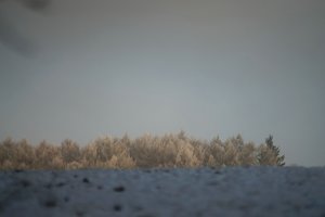 Forum DSC01998psd Nex5r + Viv 2,8 135mmCF_1©PPf.jpg