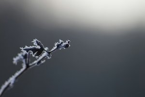 Forum DSC02002cr1 Nex5r + Viv 2,8 135mmCF©PPf.jpg