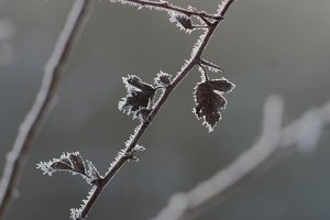 Forum DSC02003cr1 Nex5r + Viv 2,8 135mmCF©PPf.jpg