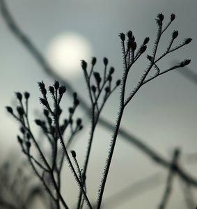 Forum DSC02005twcr Nex5r + Viv 2,8 135mmCF©PPf.jpg