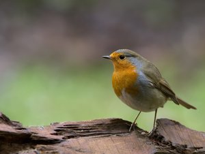 RklWz02_filtered.jpg RklWz02_filtered.jpg