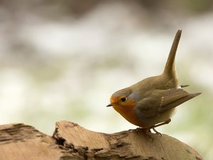 RklWrz01_filtered.jpg RklWrz01_filtered.jpg