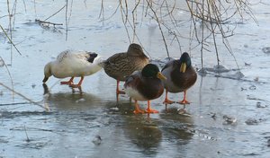 Enten Eisgang klein.jpg