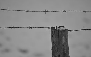 Stacheldraht klein.jpg