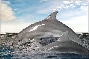 7194797ff2124ea0a2b4294377e39cb2.jpg 7194797ff2124ea0a2b4294377e39cb2.jpg