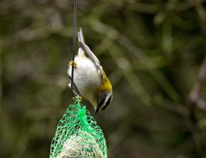 SGldhähnKnl0.jpg SGldhähnKnl0.jpg