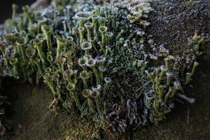 Forum DSC02451psfcr1 Nex5r + Flektogon Zebra 2,8 35mm©PPf.jpg