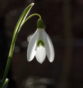 Schneeglöckchen3.jpg