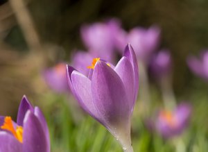 Krokus.jpg