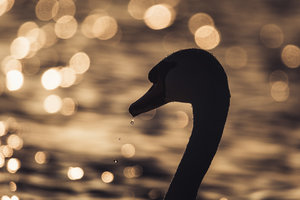 _DSC9362-Bearbeitet Kopie.jpg