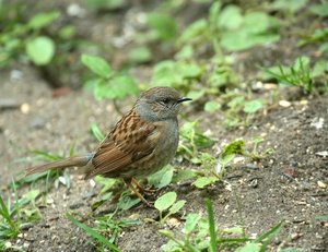 HeckBraunBod (2).jpg