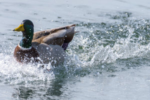 ExLR DSC_1840.jpg ExLR DSC_1840.jpg