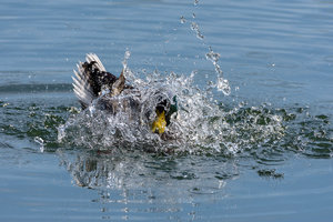 ExLR DSC_1867.jpg ExLR DSC_1867.jpg