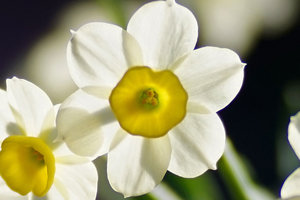 Mikaton 100%-Crop.jpg