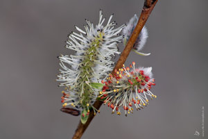 17-_571HFF.jpg 17-_571HFF.jpg