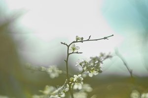 Forum SDIM1483gs0s SD14 + Mamiya 1,4 55mm©PPf.jpg