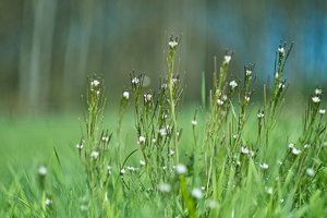 Forum SDIM1511psd SD14 + Zenitar M2s 2,0 50mm©PPf.jpg