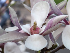k_Magnolie.jpg