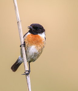 Canon EOS 70D42743.JPG