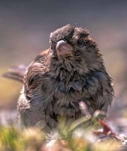 Canon EOS 70D126666.JPG