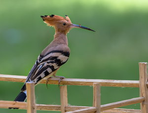 Canon EOS 70D35406.JPG